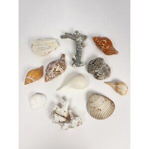 Lot of 11 small sea shells, dried coral, and fossil - approx .7 pounds